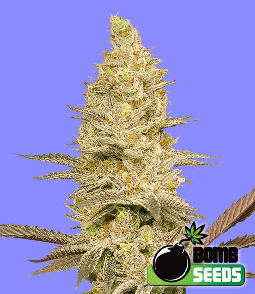 Glookie Bomb Seeds High THC, Easy Grow