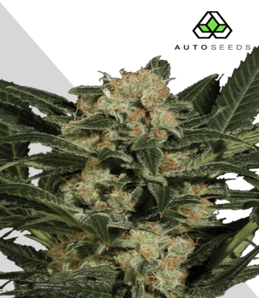 Candy Kush Autoflower Seeds Crop House