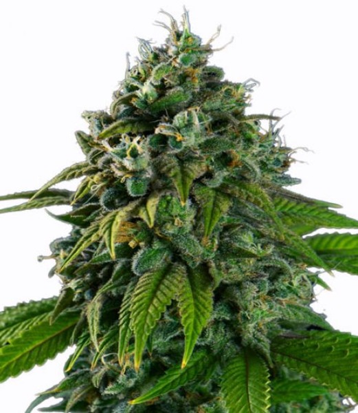 The Strongest Indica Strains Powerful and Relaxing