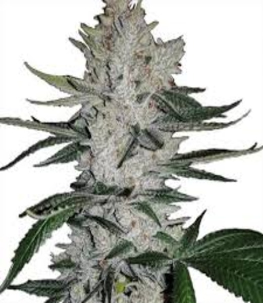 Gorilla Glue Feminized Seeds High THC High Yields