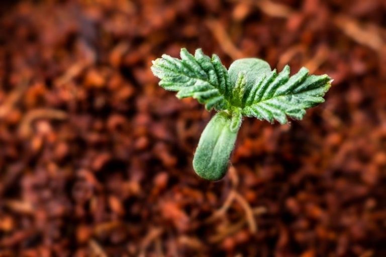 The Cannabis Seedling Stage