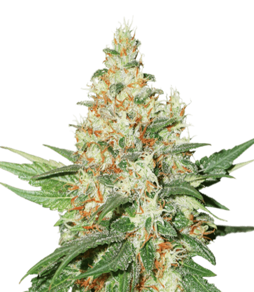 OG Kush Feminized Seeds Legendary Quality Crop House