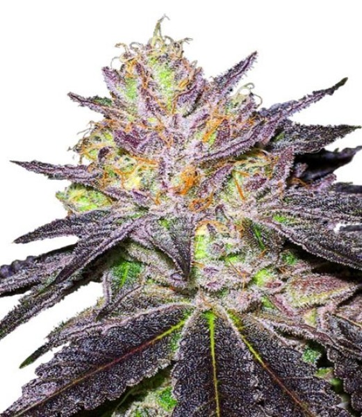 Buy Wedding Cake Cannabis Seeds Online Easy Grow