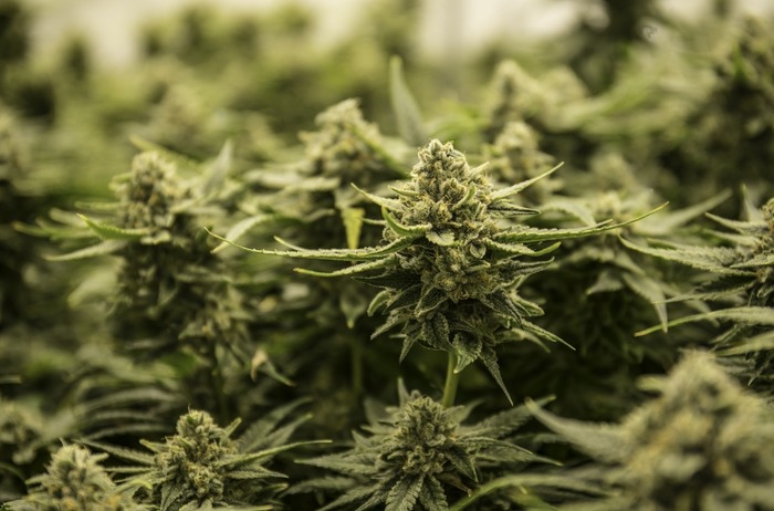Indoor vs outdoor cannabis growing
