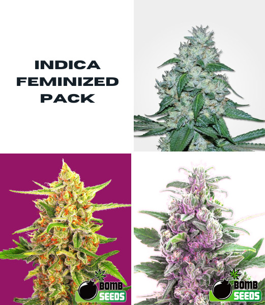Indica Feminized Seed Pack Multiple Strains HighQuality