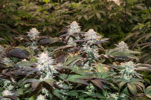 Wedding cake strain review 60 photos - Astyledwedding.com